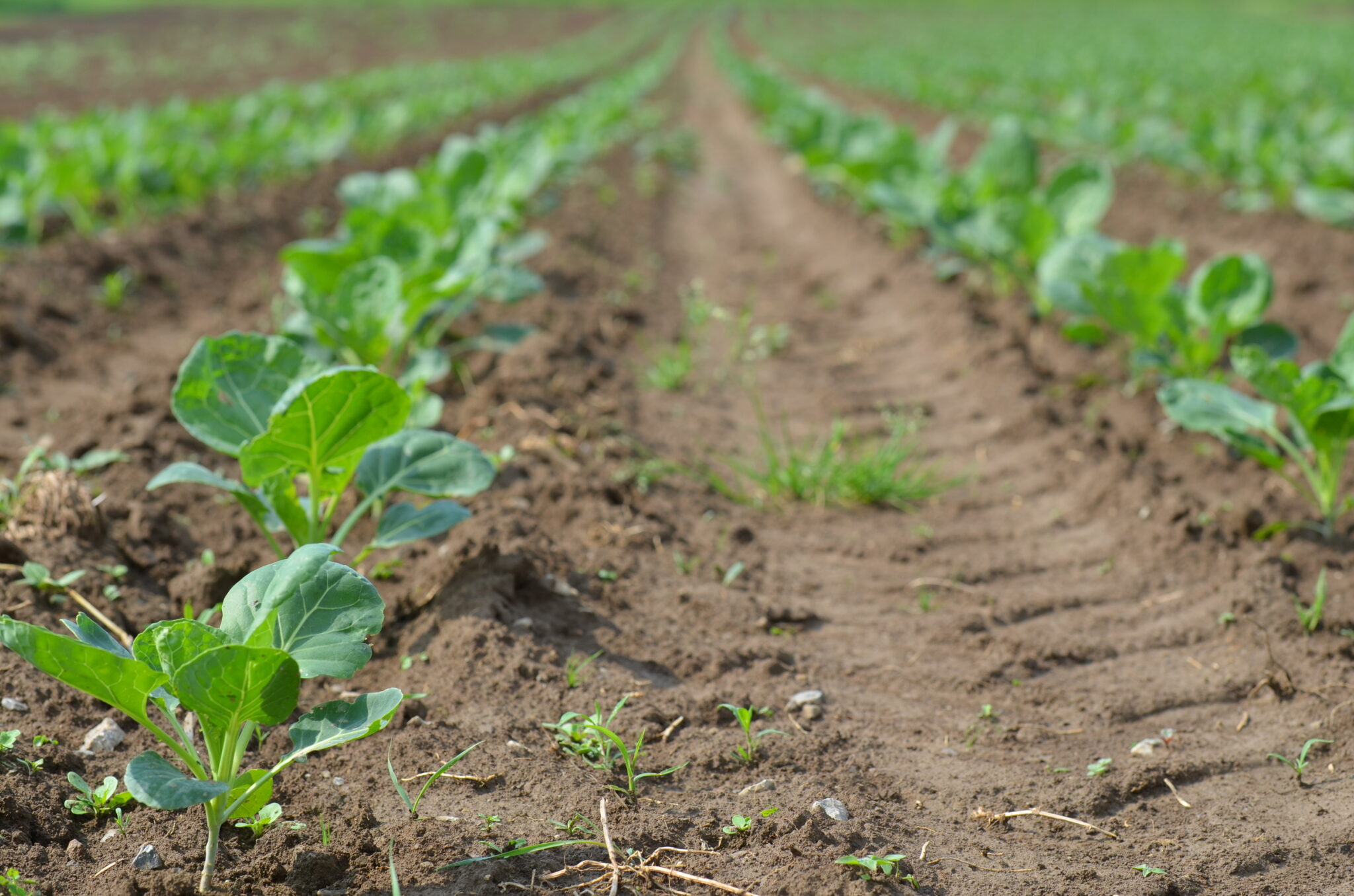 Landwirtschaft hofladen schlayer